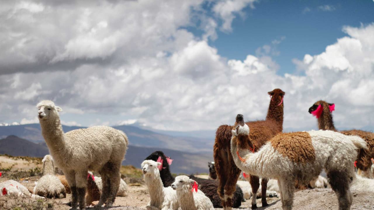 Peru hiring guide
