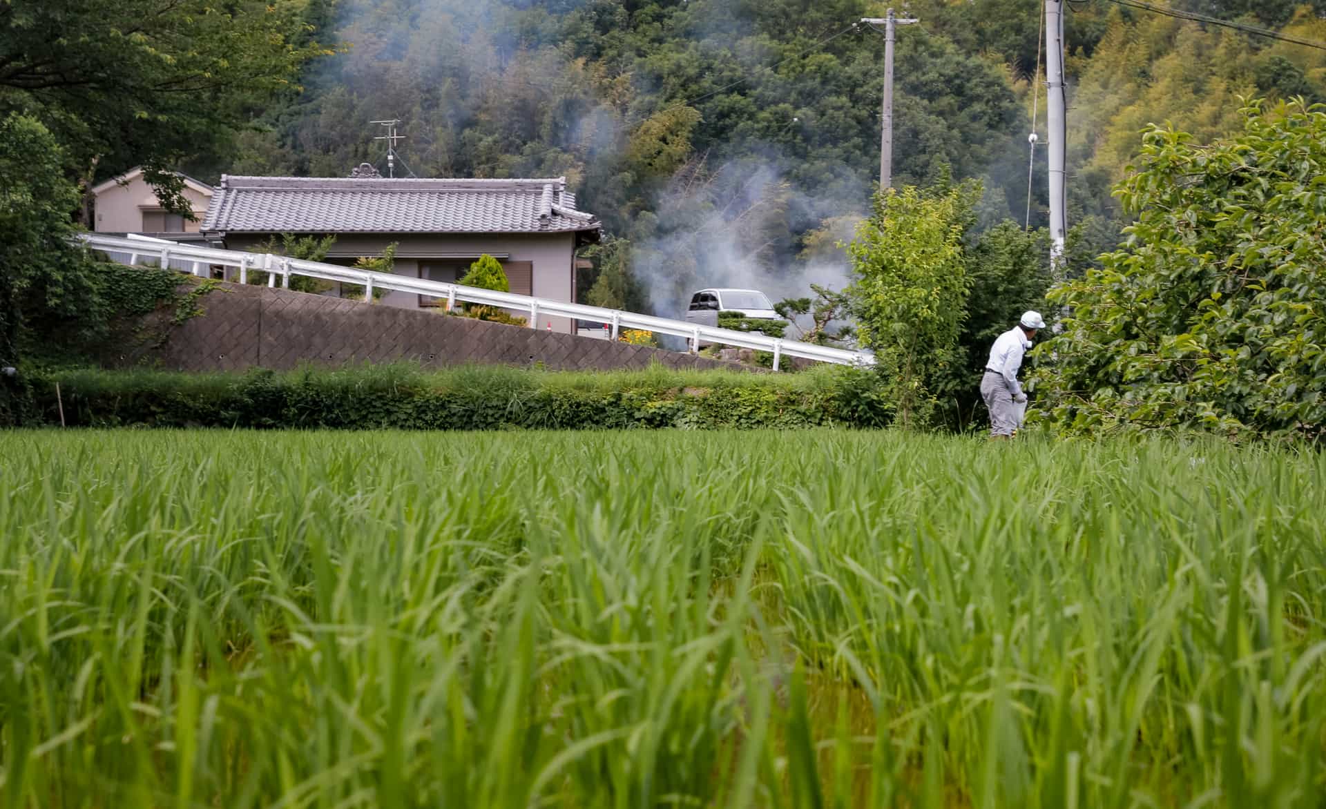 Rivermate | Agriculture in Japan: A Sustainable Approach