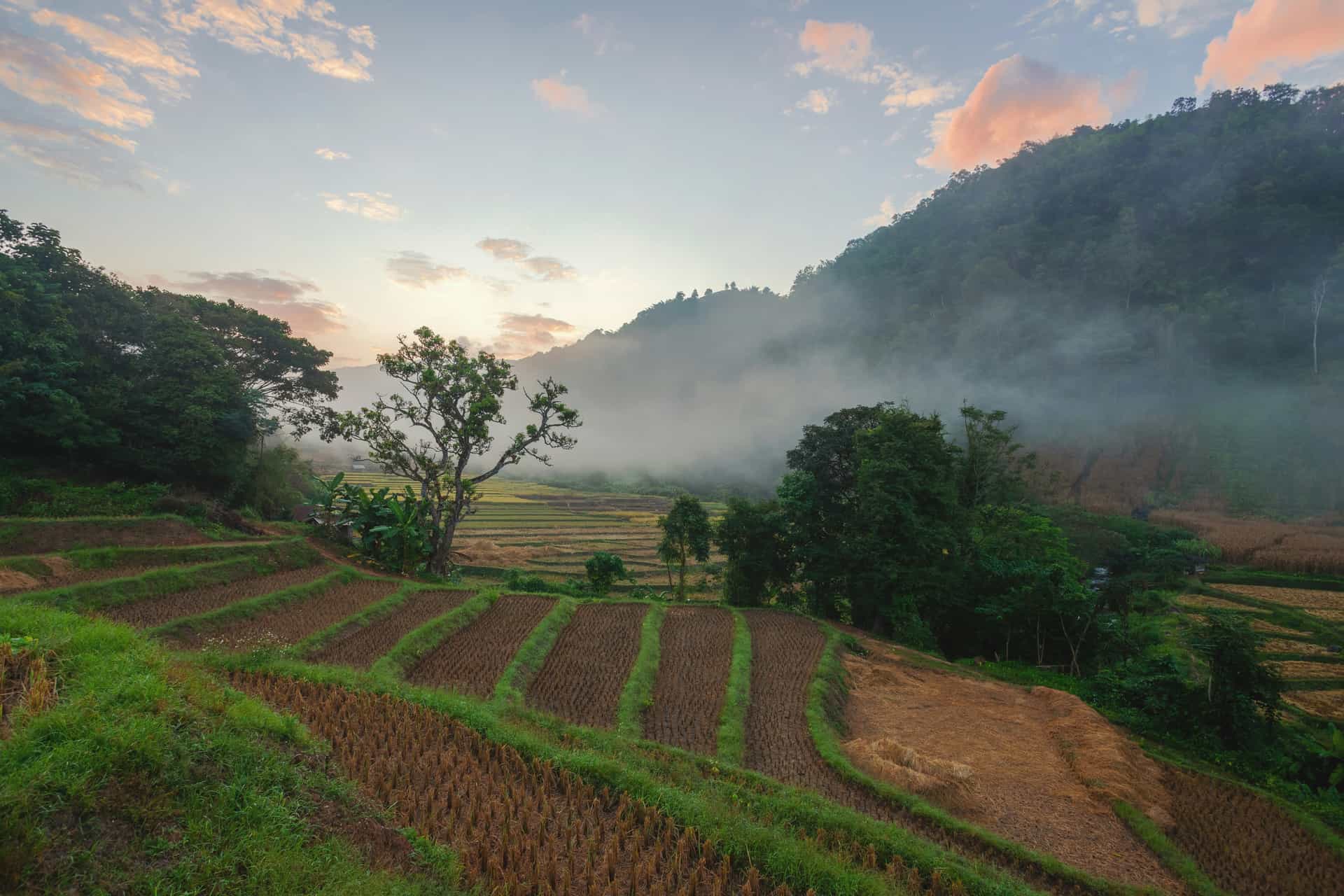 Rivermate | Thailand Agriculture: A Comprehensive Guide to One of Asia’s Most Vital Industries